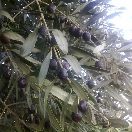 5 Posti Con Cucina E Parcheggio Privato Gratuito Апартаменты Candela