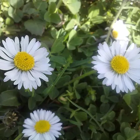 5 Posti Con Cucina E Parcheggio Privato Gratuito Апартаменты Candela