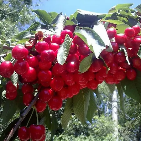 Апартаменты 5 Posti Con Cucina E Parcheggio Privato Gratuito Candela