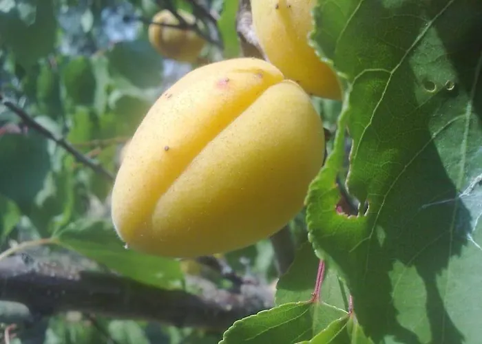 5 Posti Con Cucina E Parcheggio Privato Gratuito Daire