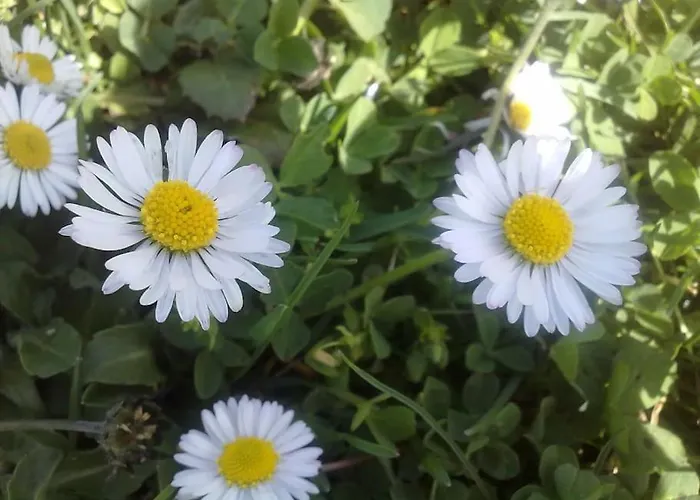 5 Posti Con Cucina E Parcheggio Privato Gratuito Daire Candela